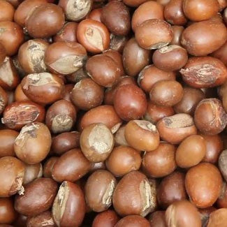 shea nut oil 