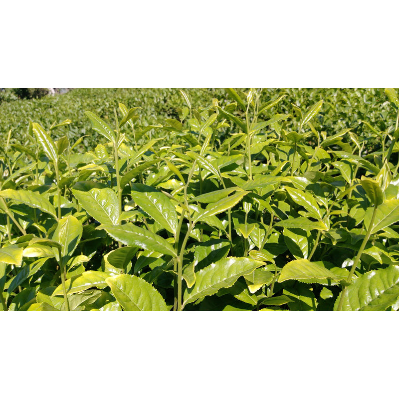 Pure Tea Tree Essential Oil