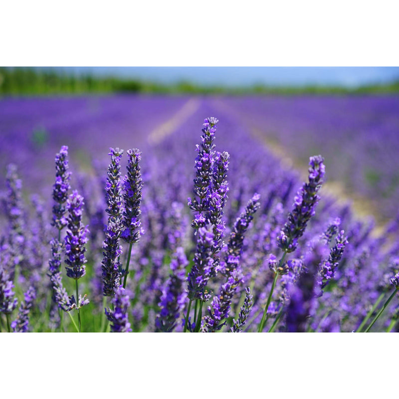 Pure Lavender Essential Oil